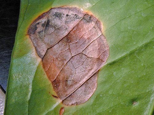 Oïdium sur les feuilles