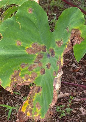 Feuilles d'Alocasia endommagées par les cochenilles et les pucerons