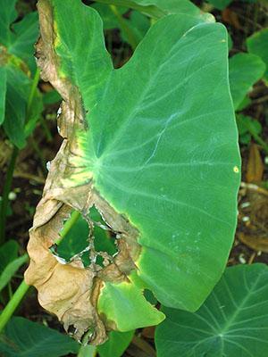 Taches sèches sur les feuilles d'alocasia