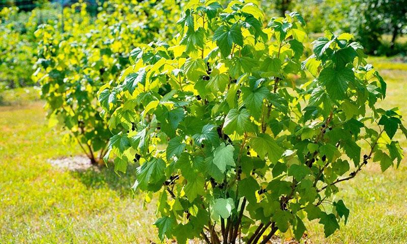 cáscaras de huevo como fertilizante de jardín