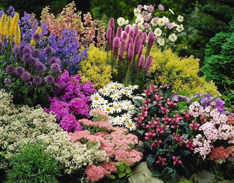 macizos de flores exuberantes