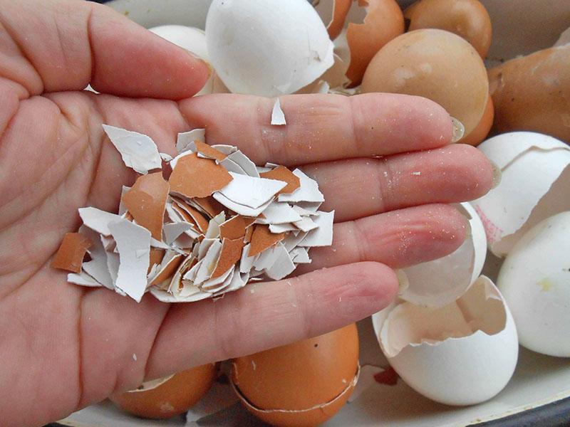 cáscara de huevo como fertilizante en su cabaña de verano