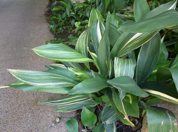 aspidistra en casa