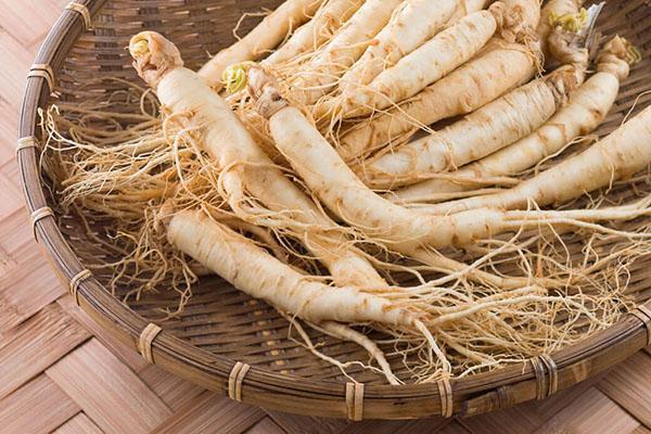 racine de ginseng frais