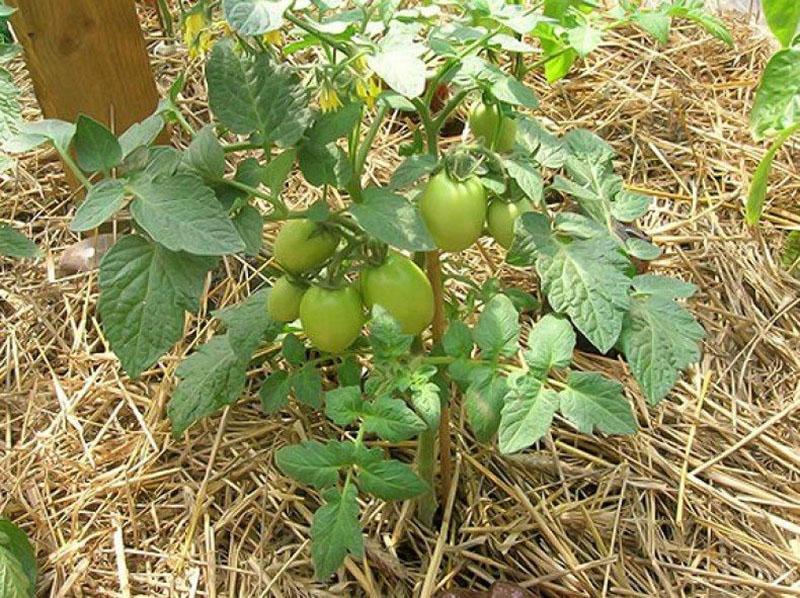 paillis de tomates