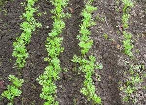 Désherber les carottes