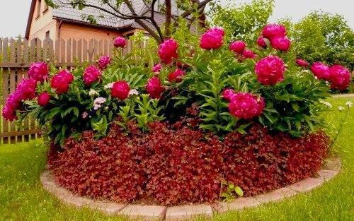 Photo d'un parterre de fleurs rond avec des pivoines