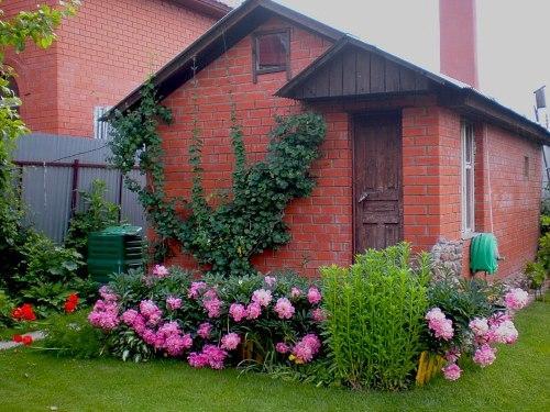 parterre de pivoines devant la maison