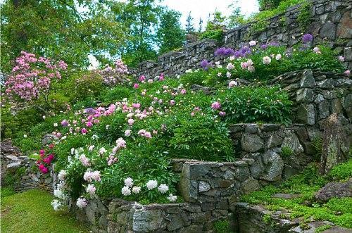 Lits de pivoine dans les escaliers