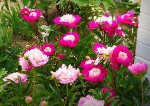 parterres de fleurs avec des pivoines