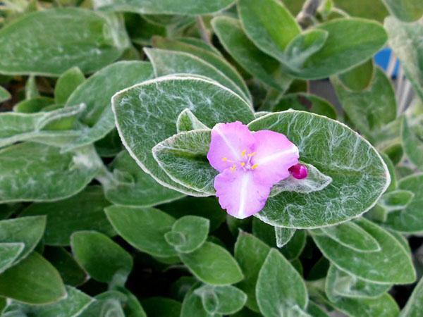 Follaje pubescente de tradescantia.