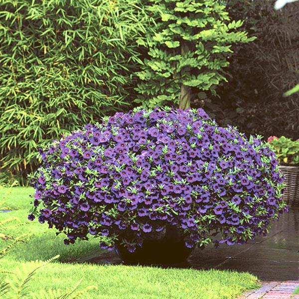 calibrachoa en el jardín