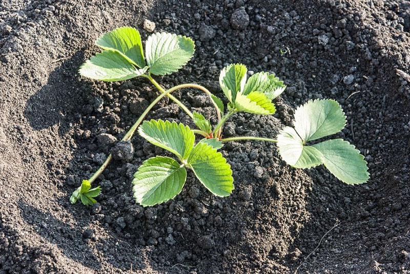 labranza antes de plantar fresas