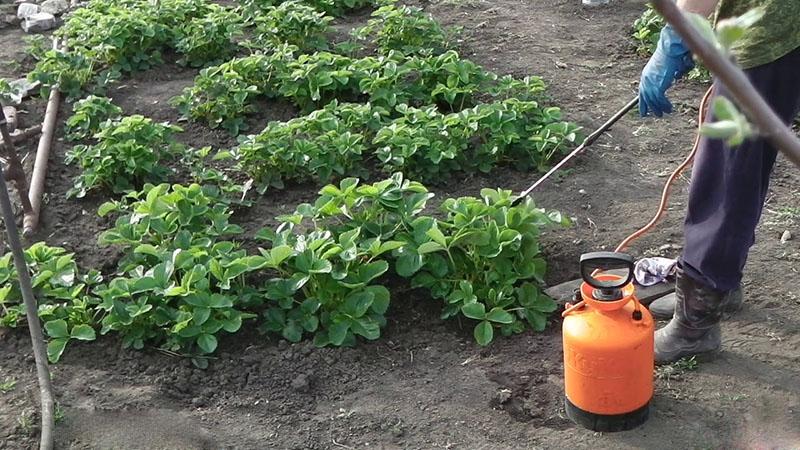 alimentar fresas con yodo