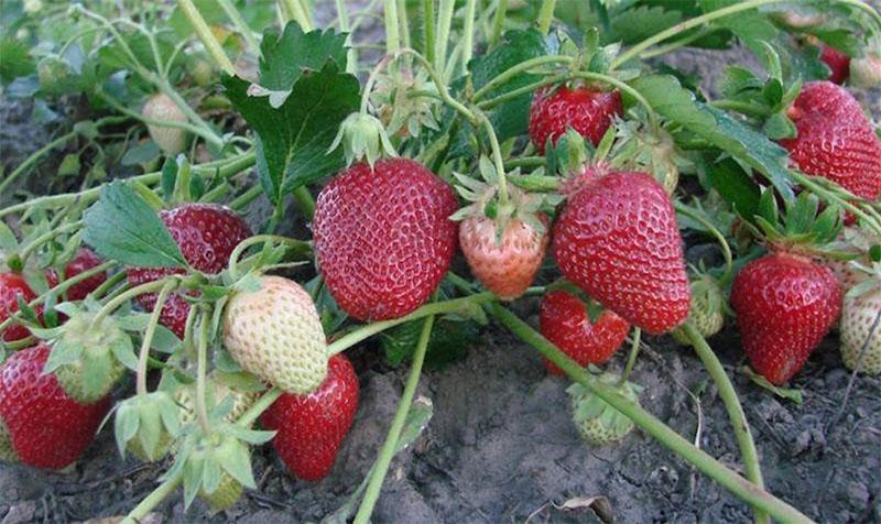 fresas fructíferas después de alimentar con yodo