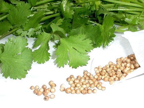 Verduras y semillas de cilantro