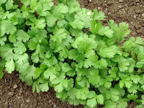 Cilantro en el jardín