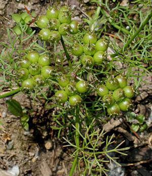 Graines de coriandre