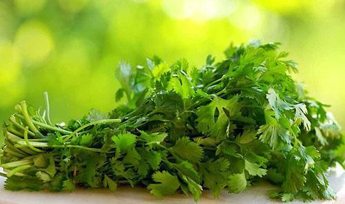 Cosecha de hojas de cilantro