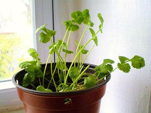 Cilantro en una olla