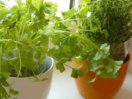 Cilantro en el alféizar de la ventana