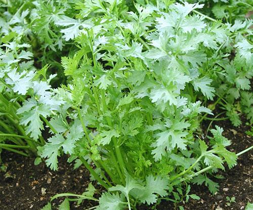 Cultivo de cilantro en casa