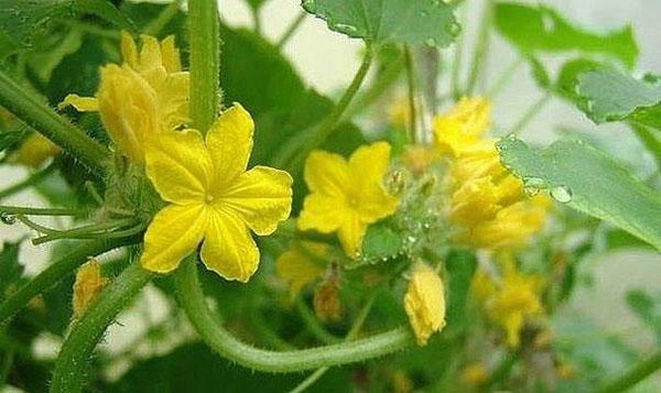 flores estériles en pepinos