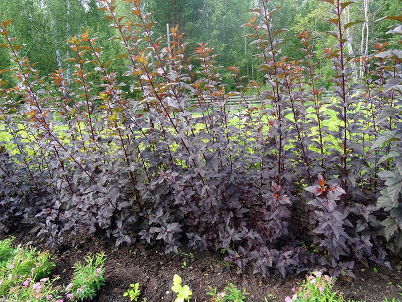 plantation rapprochée de la vésicule