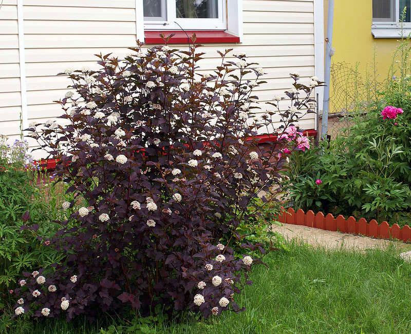 vessie dans un parterre de fleurs