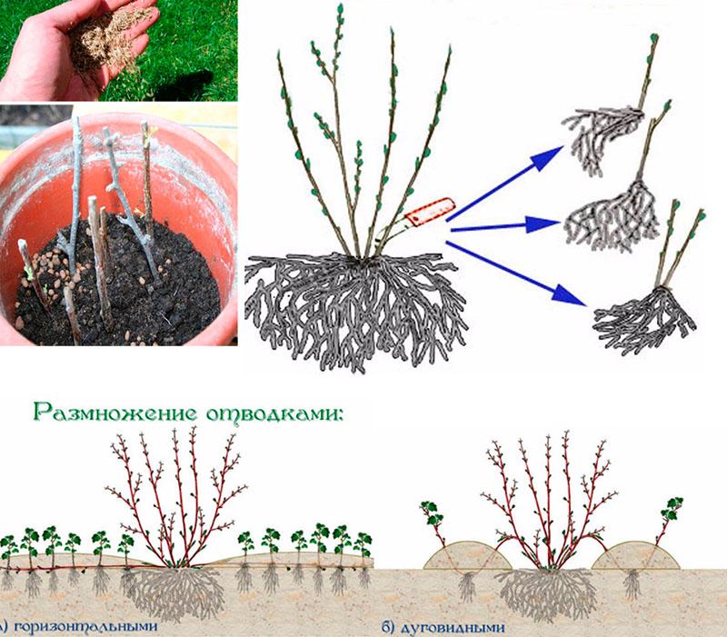 méthodes de propagation des arbustes