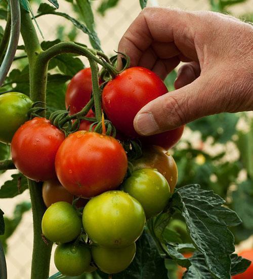 récolter la tomate