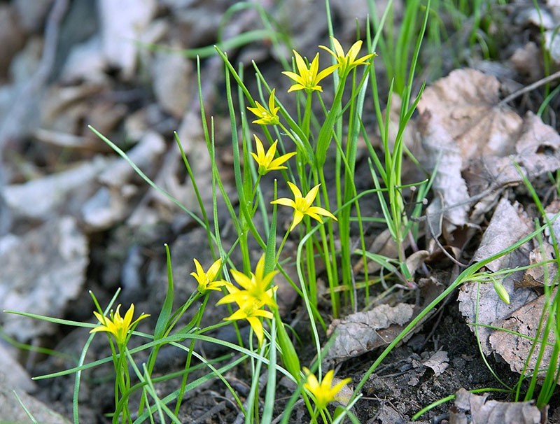 perce-neige jaune