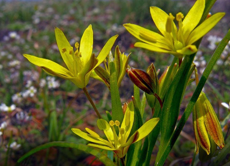 variété rousse