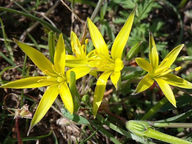 flores brillantes de cebollas de ganso