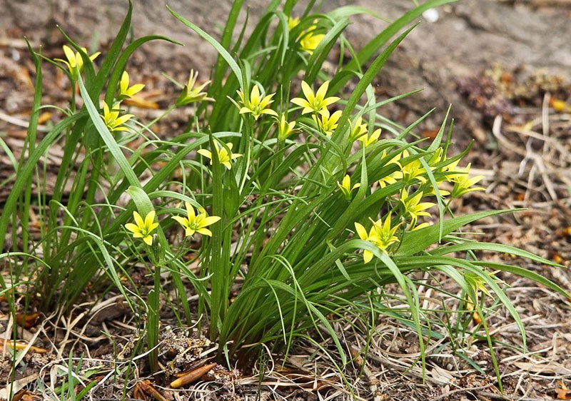 oignons d'oie en fleur