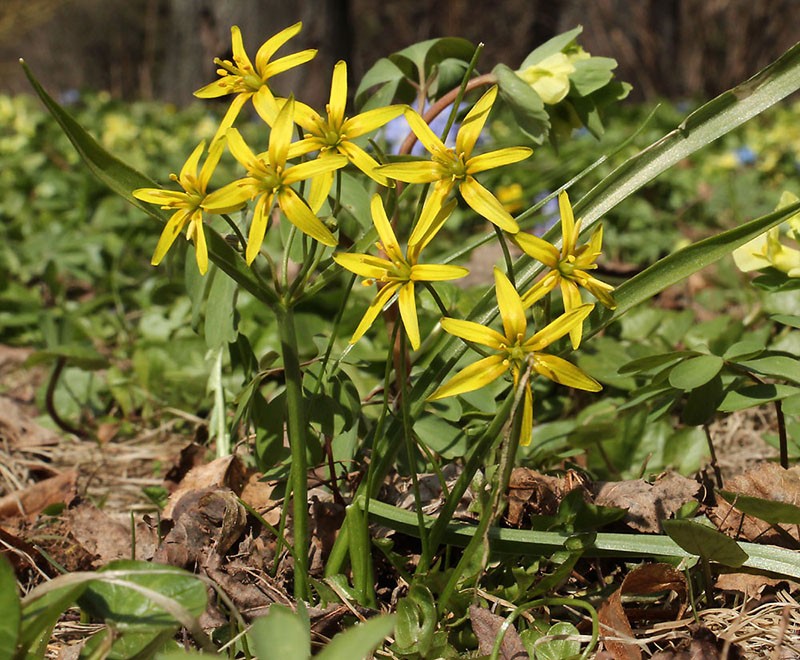 oignon jaune d'oie