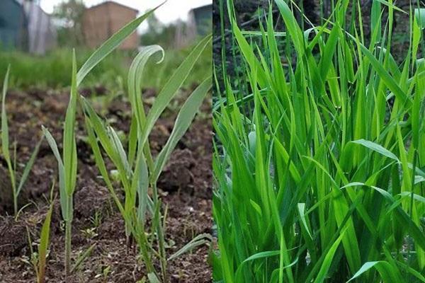 pasto de trigo en el jardín