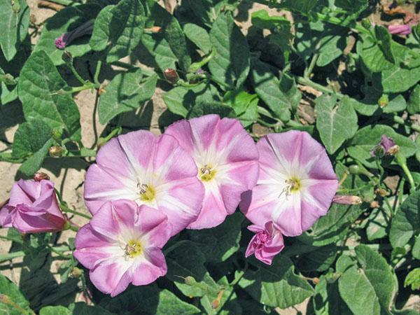 flores de enredadera rosa