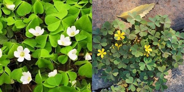 oxalis