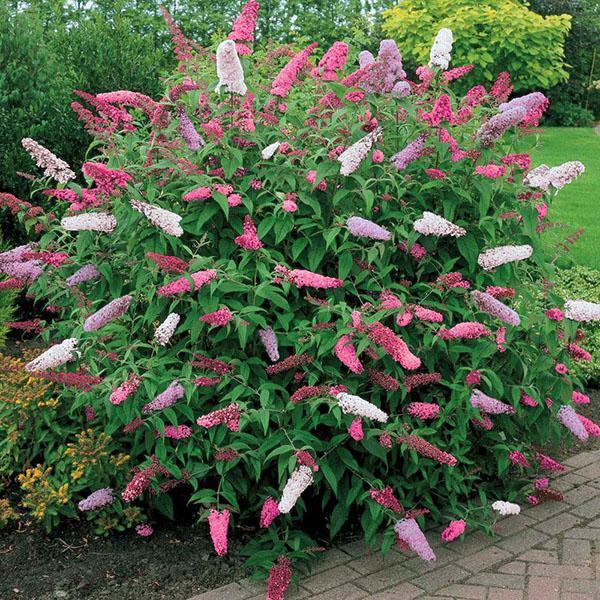 buddleya bicolor