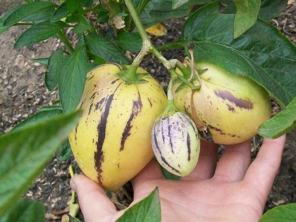 plante pépino ou poire melon