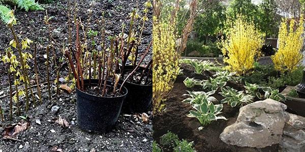 planter des boutures en pleine terre