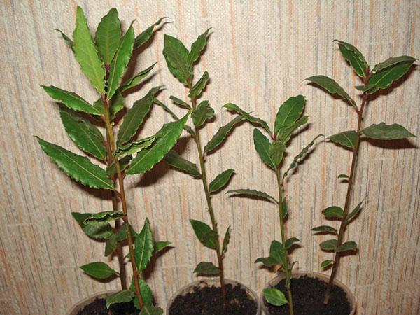 cultivo de laurel a partir de esquejes