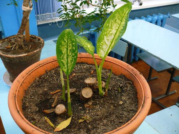 De nouvelles plantes à partir de racines de Dieffenbachia