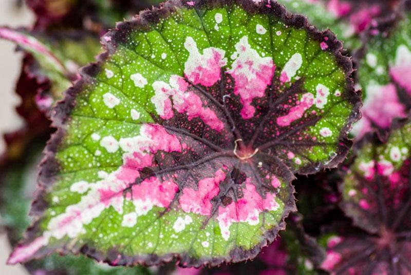 feuilles asymétriques