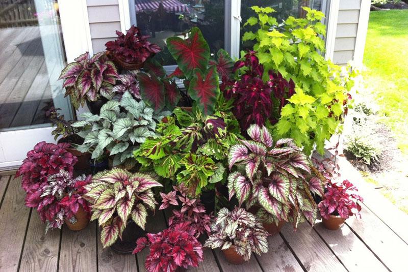 bégonias à feuilles décoratives