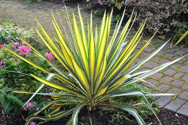 Variétés de yucca Épée d'or