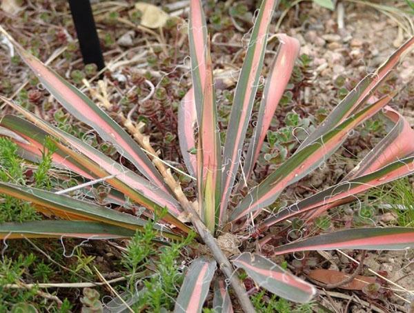 Color Guard Filamenteux Yucca