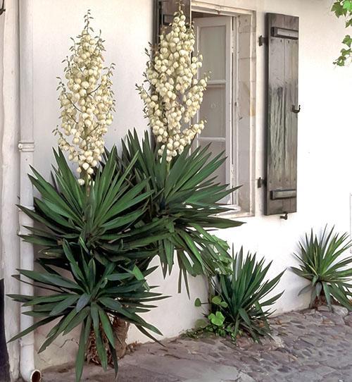 Floraison d'une des variétés de yucca