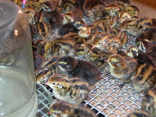 poussins de cailles d'écloserie